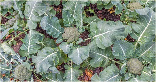 Kalafior zielony, brokuł, kapusta warzywna